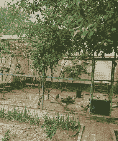 庭院养牛养羊养鸡种菜好吗