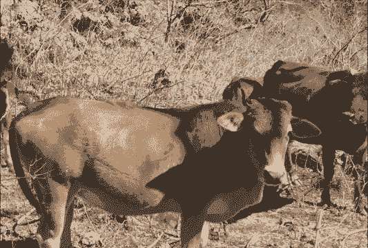 在山上养牛还是养羊好