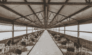 有场地怎么养牛养羊呢