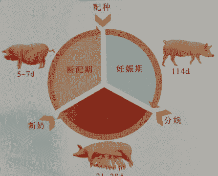 母猪的产后饲喂意义大吗