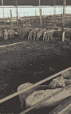 唐县养牛养羊基地在哪里