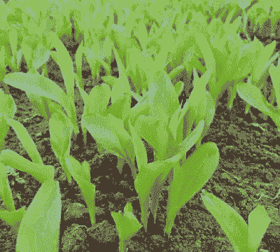 中草药养鸡养猪养羊养牛