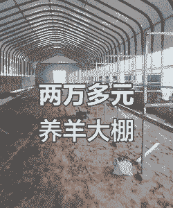 养牛大棚要多宽才能养羊