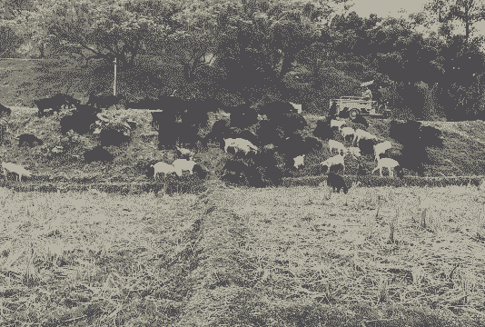 在山上去养牛养羊好吗