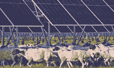 养牛养羊风险大吗吗