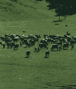 草原上养牛的养羊的