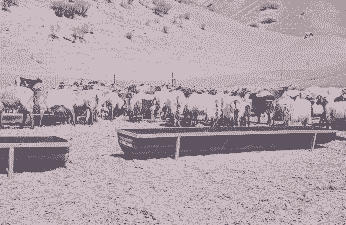 养牛和养羊哪风险大