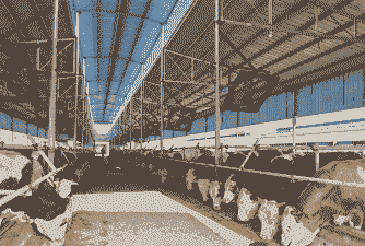 柘城养牛养羊的地方在哪