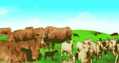 养羊和养牛哪样最挣钱