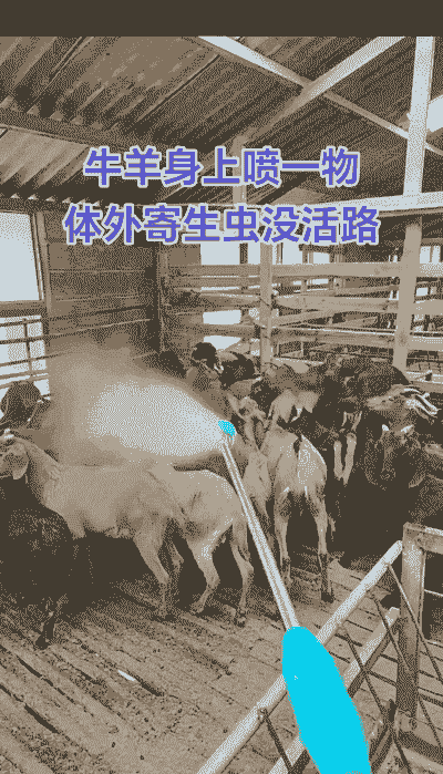 养羊和养牛哪个污染大