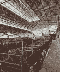 周至养牛养羊场在哪里