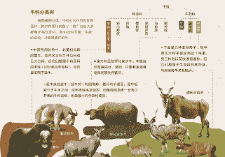 养牛与养羊优缺点区别