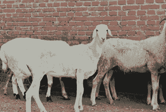 内蒙人养不养牛羊羊狗