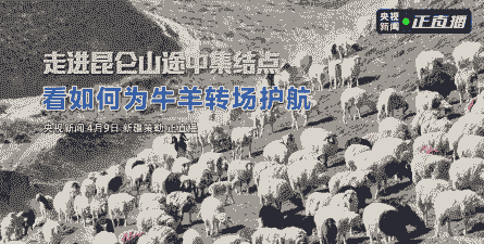 新疆人养牛还是养羊多