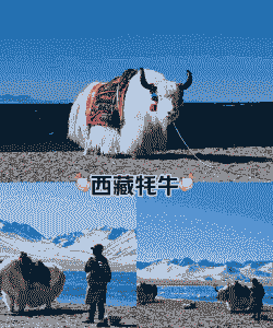 西藏人是养牛还是养羊
