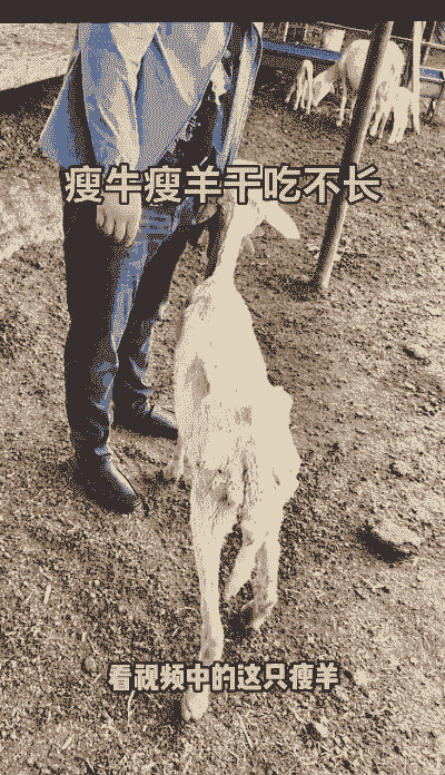 什么人不宜养牛养羊种羊