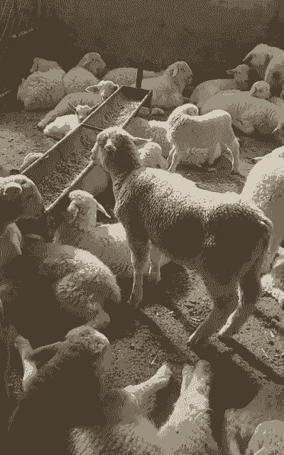 养猪养羊养牛种地好不好