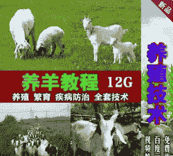 怎么养羊养牛视频播放下载
