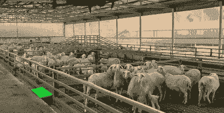 广东哪里适合养牛养羊呢