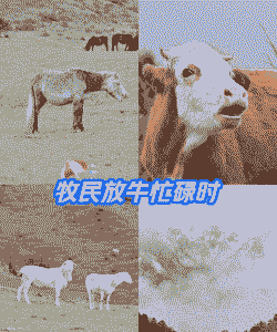 非洲能养牛马不能养羊吗