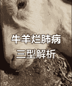 养牛养的羊会得什么病呢