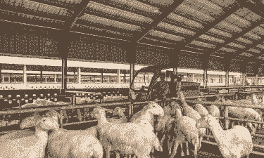 诸城养牛养羊的地方有哪些