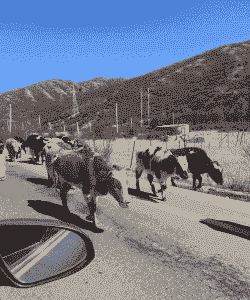 西北养羊养牛好不好呀