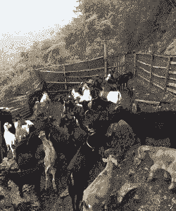 桔园能养羊养牛吗为什么