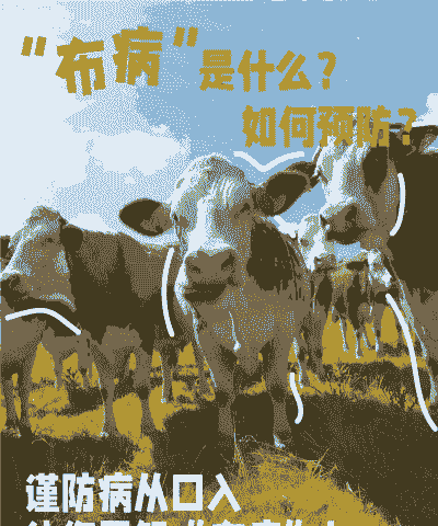 养牛养羊会引起布病吗