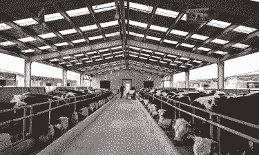 哪里养牛养羊多一些