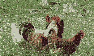 什么人不宜养牛养羊养鸡