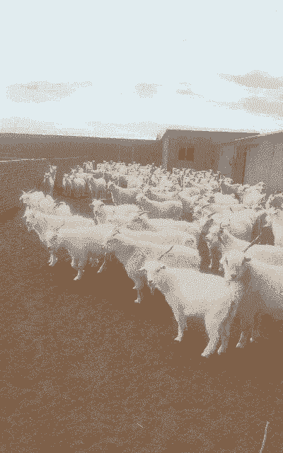 内蒙养牛养羊大户是谁啊