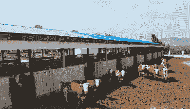 甘肃养牛养羊场在哪里啊