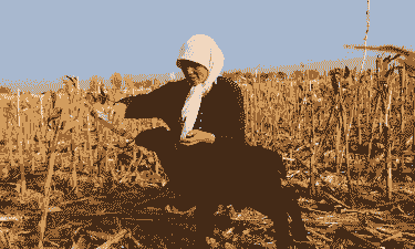 秸秆养羊秸秆养牛可以吗