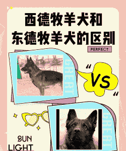 属狗适合养牛还是养羊呢