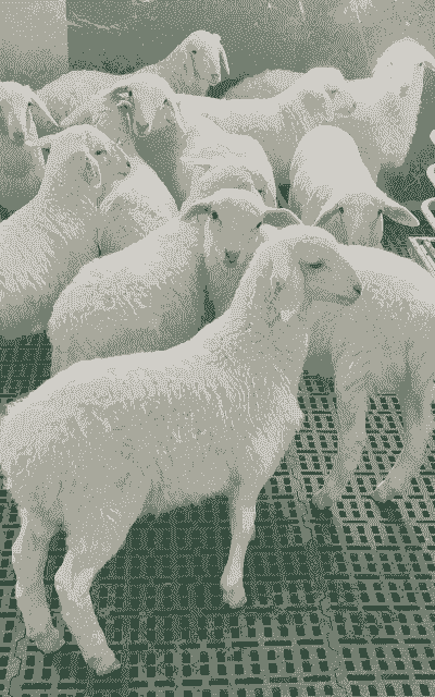 养牛场里面可以养羊么