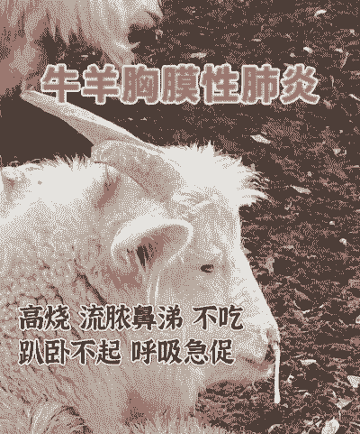 养羊养牛得什么病毒病呢