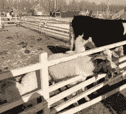 河南养羊用什么喂养牛好