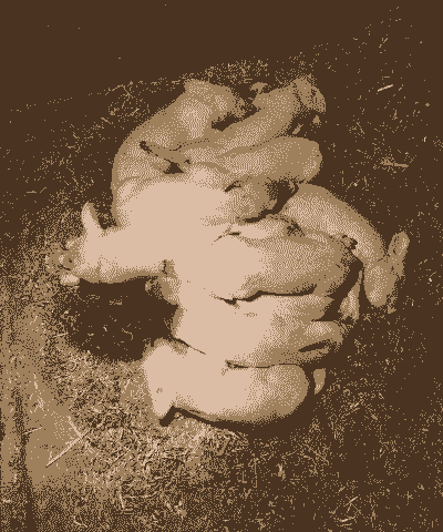 母猪产后几天才会生小猪