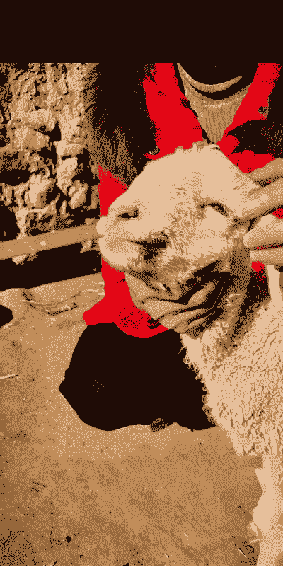 做梦梦到家里养牛养羊