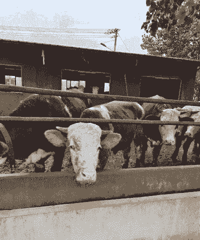 上层养羊下层养牛可以吗