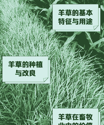 什么牧草适合养牛养羊呢