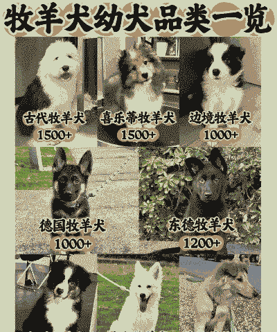 内蒙人养不养牛羊羊狗狗