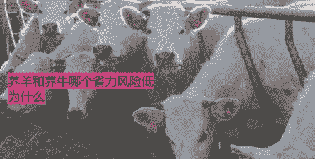 养牛和养羊哪个省风险低