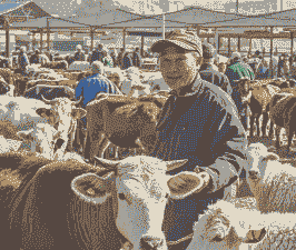 养牛养羊的人叫啥来着呢