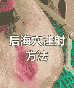 给产后母猪输液怎么输的