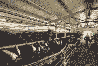 养牛强还是养黑羊强些好