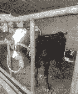 新手养羊还是养牛比较好