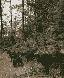 养牛与养羊哪个好赚钱些