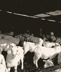 陕西养牛养羊的地方有哪些